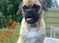 Blanding af racer •(¯`» Kong ·«´¯)•75%mops - Hej alle sammen.. velkommen til min profil :)
