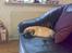 Blanding af racer •(¯`» Kong ·«´¯)•75%mops - sofaen er nu okay at ligge i, når jeg ikke må komme ind og putte i sengen :(