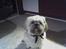 Shih tzu LUI - Lui hjemme i køkkenet