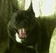 Fransk bulldog Abby