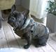 Fransk bulldog Barney of sweet angel