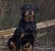 Rottweiler  Basse