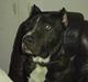 Cane corso obelix