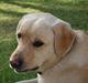 Labrador retriever Zack