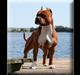 Amerikansk staffordshire terrier Boomer