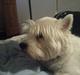 West highland white terrier Anton