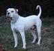 Amerikansk bulldog Østergård's Whitey "Ozzy"