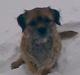 Border terrier Acita