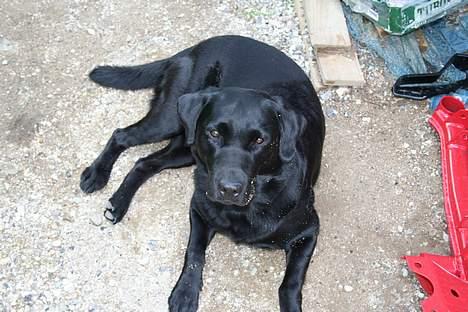 Labrador retriever Kræ ***Død 2009*** billede 5