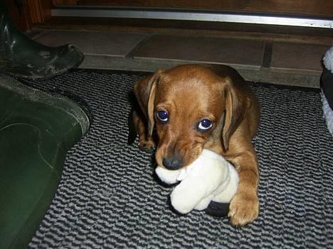 Blanding af racer Trunte - Velkommen til min profil .. billede 1