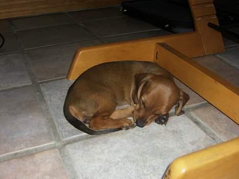 Blanding af racer Trunte - nueh hun ligger og sover <3 billede 2