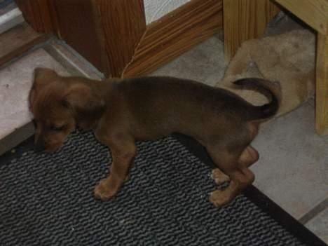 Blanding af racer Trunte - nej hvor er du søde billede 3