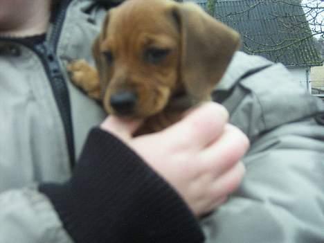 Blanding af racer Trunte - der er du godt nok bette [:. billede 4