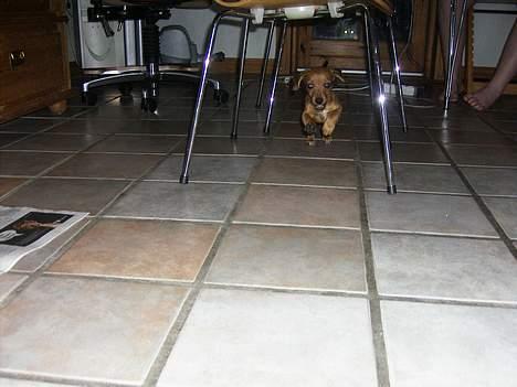 Blanding af racer Trunte - i fuld galop hen over køkken gulvet [:. <3 billede 5