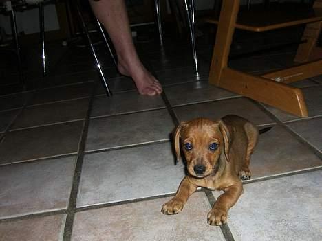 Blanding af racer Trunte - frække hun [:. billede 6