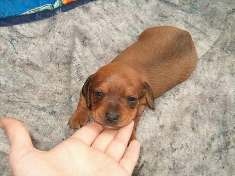 Blanding af racer Trunte - ved tildeligere ejere [:. hun er kun 2 uger <3 billede 7