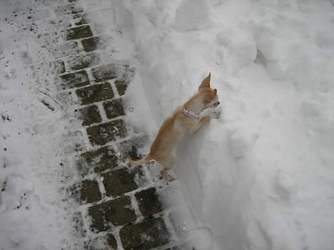 Chihuahua Mischa - Skal jeg virkelig helt der op??? billede 13