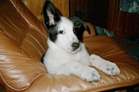 Blanding af racer Husky/Samojed - Ian ***RIP*** - Et lille barne billede *G*  billede 6