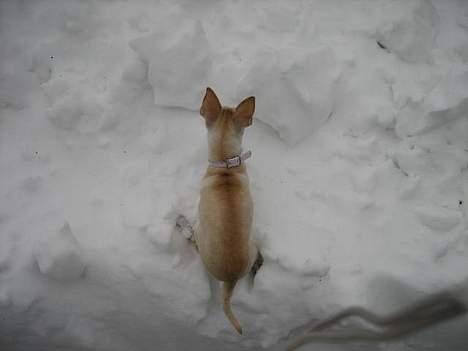 Chihuahua Mischa - Så kom jeg opp.. Og hvad så??? billede 14