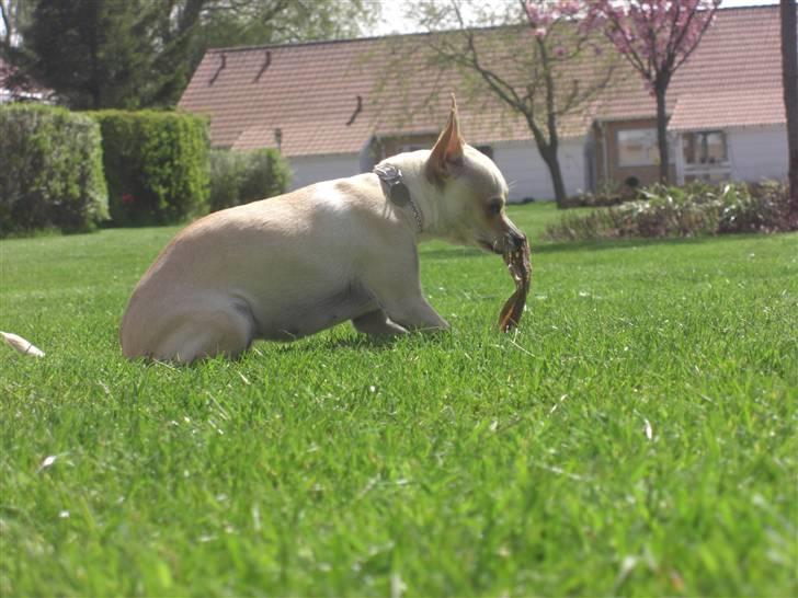 Chihuahua Mischa - Mmmm fårmave.. billede 15