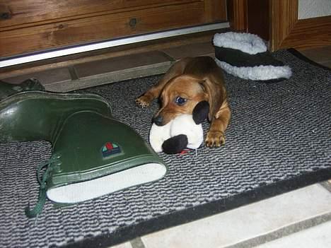 Blanding af racer Trunte - nue <3 billede 8