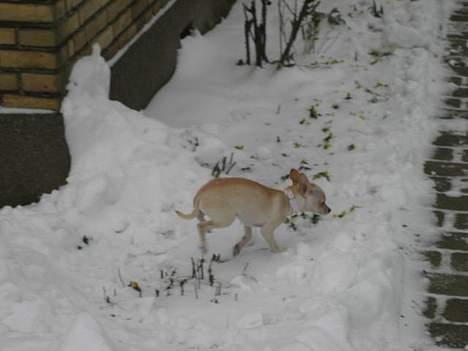 Chihuahua Mischa - Må jeg godt komme ind igen?? Det er lidt koldt... billede 16
