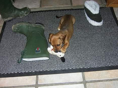 Blanding af racer Trunte - hehe frække hun <3 billede 9