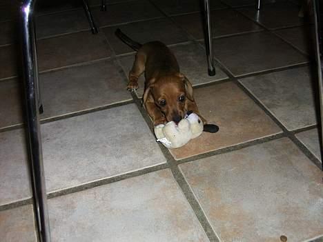 Blanding af racer Trunte - farlige hun (:. billede 10