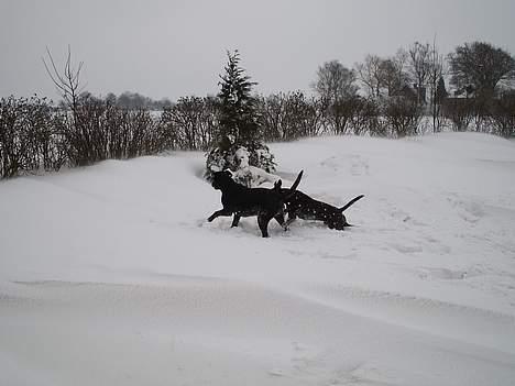 Blanding af racer Freya  *Død 28/09-2007* billede 11