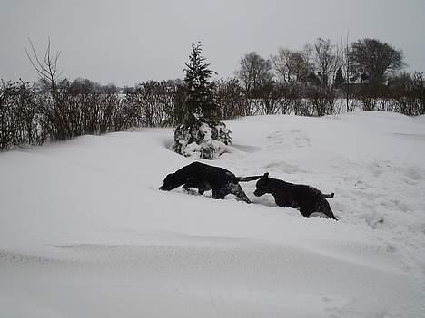 Blanding af racer Freya  *Død 28/09-2007* billede 12