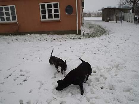 Blanding af racer Freya  *Død 28/09-2007* billede 13