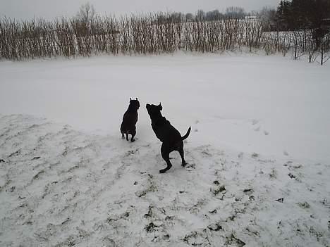 Blanding af racer Freya  *Død 28/09-2007* billede 14