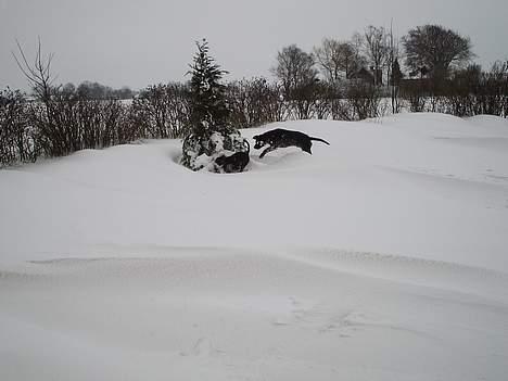 Blanding af racer Freya  *Død 28/09-2007* billede 15