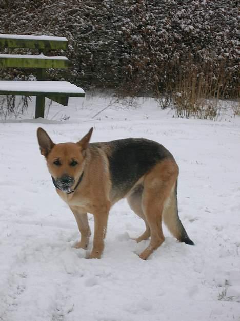 Schæferhund Daisy - død - så kom vinteren og sneen endelg også til Tommeru.. Februar 2007 billede 10