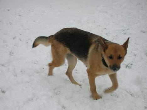Schæferhund Daisy - død - Wee.. Dasy elsker sne..  billede 11