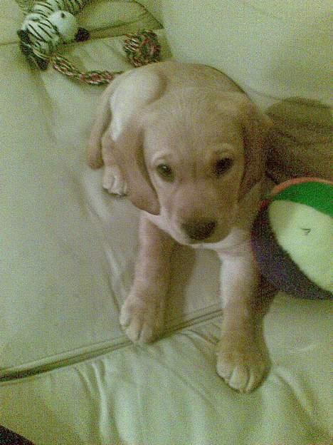 Blanding af racer Freia - Mors og fars lille vaps :) billede 12