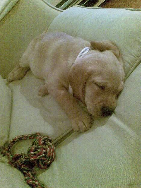 Blanding af racer Freia - Eeelsker at sove.. Så jeg kan blive stor :p billede 13