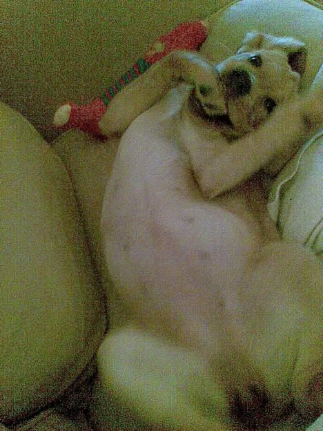 Blanding af racer Freia - Jeg er en kukke bandit, men hvem kan modstå mig? billede 14