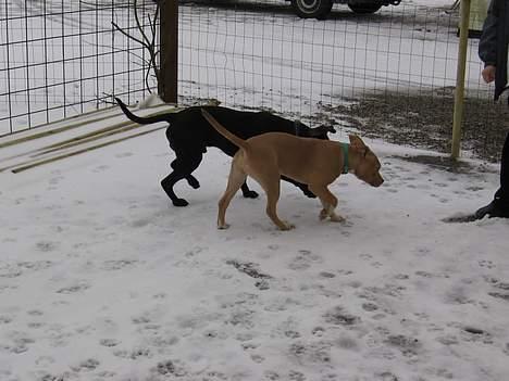 Amerikansk staffordshire terrier Shadow RIP - begge mine hunde  billede 1