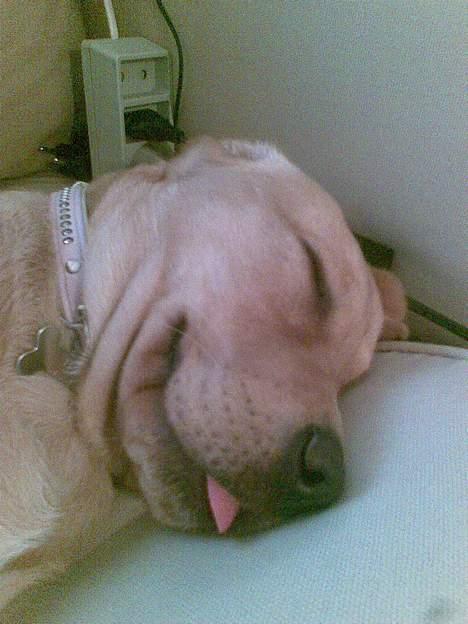 Blanding af racer Freia - Fræk kan jeg også være ;) billede 15