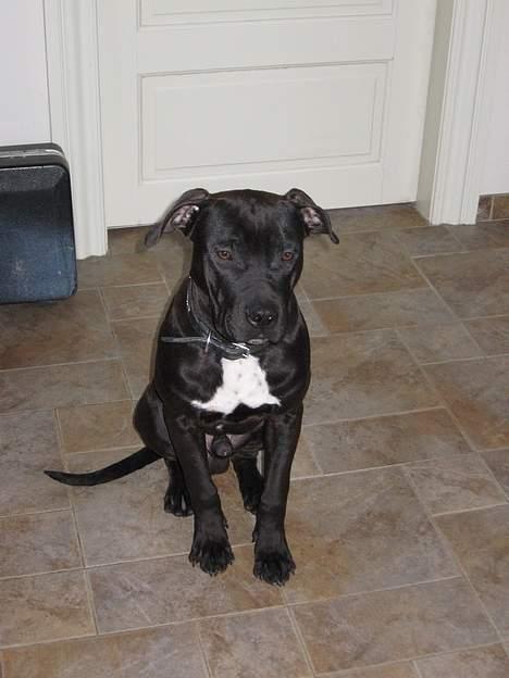 Amerikansk staffordshire terrier Shadow RIP billede 2