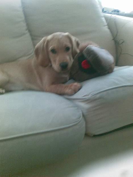 Blanding af racer Freia - Mig og min bedste ven billede 16