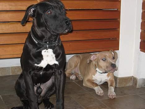Amerikansk staffordshire terrier Shadow RIP billede 3