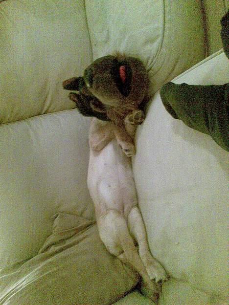 Blanding af racer Freia - Du kan ikke finde mig :P billede 17