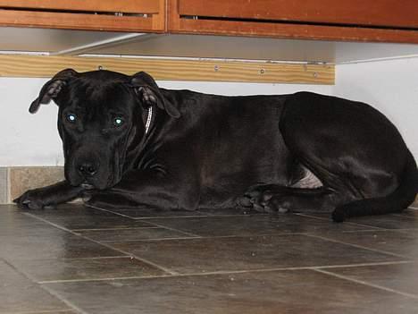 Amerikansk staffordshire terrier Shadow RIP billede 4