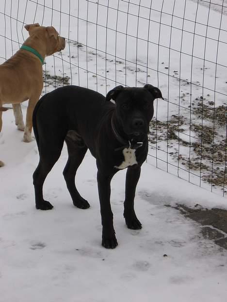 Amerikansk staffordshire terrier Shadow RIP billede 5