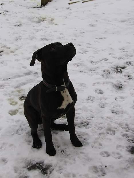 Amerikansk staffordshire terrier Shadow RIP billede 6