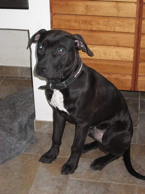 Amerikansk staffordshire terrier Shadow RIP billede 7