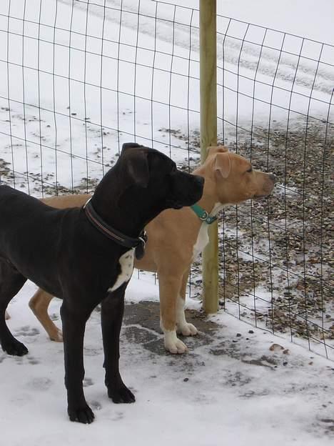 Amerikansk staffordshire terrier Shadow RIP billede 8