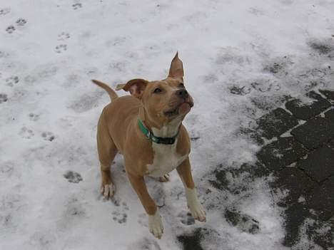 Amerikansk staffordshire terrier Mille billede 7